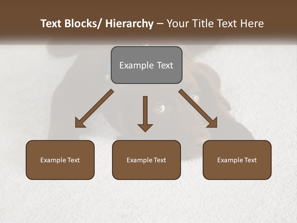 Inquisitive Indoors Fur PowerPoint Template