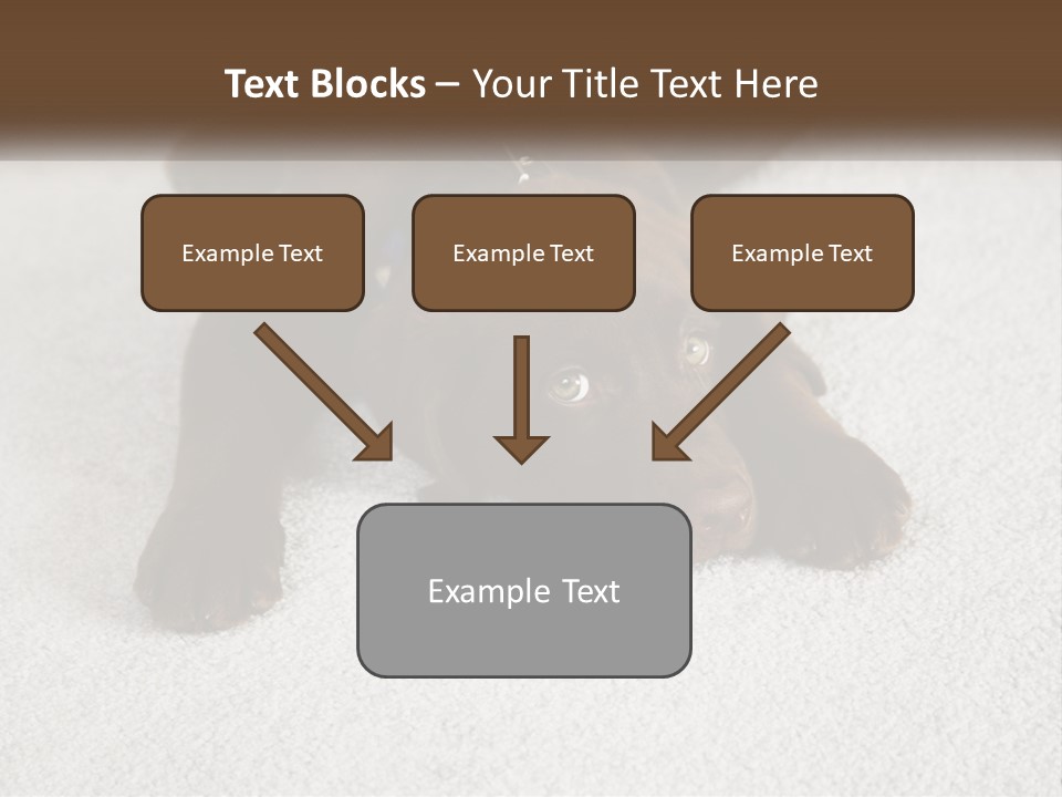 Inquisitive Indoors Fur PowerPoint Template