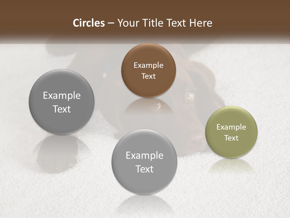 Inquisitive Indoors Fur PowerPoint Template