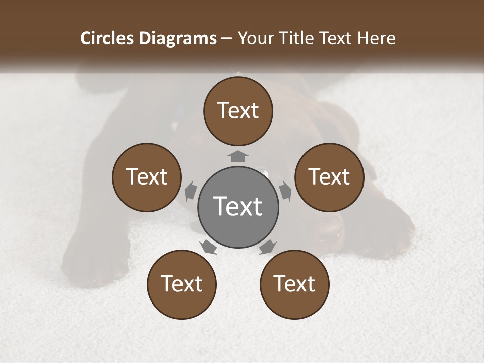 Inquisitive Indoors Fur PowerPoint Template