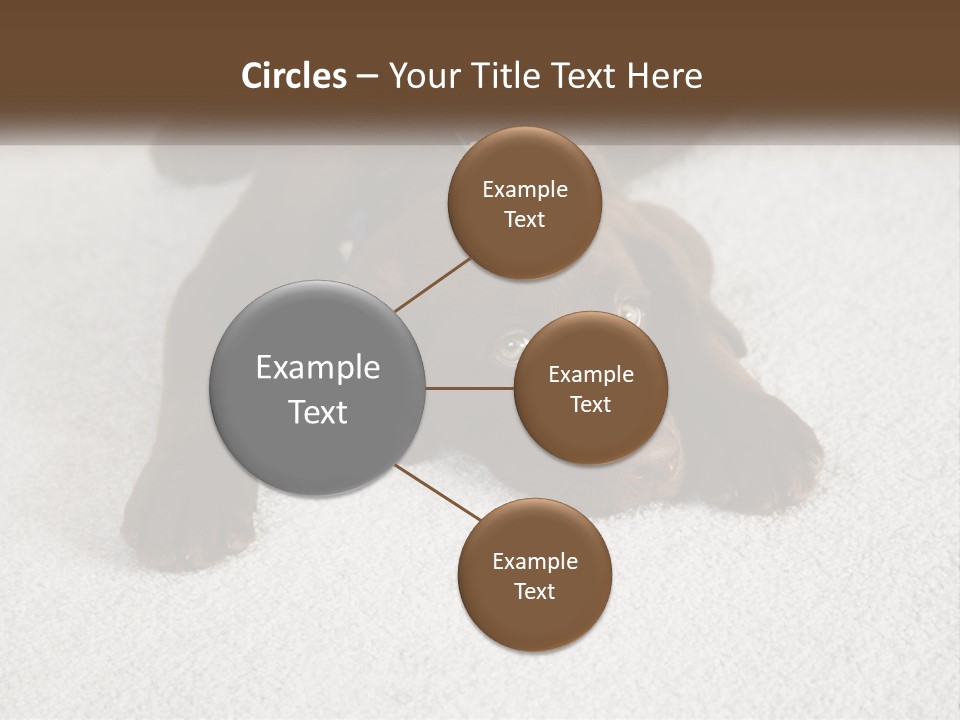 Inquisitive Indoors Fur PowerPoint Template