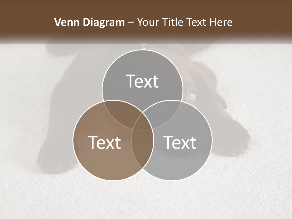 Inquisitive Indoors Fur PowerPoint Template