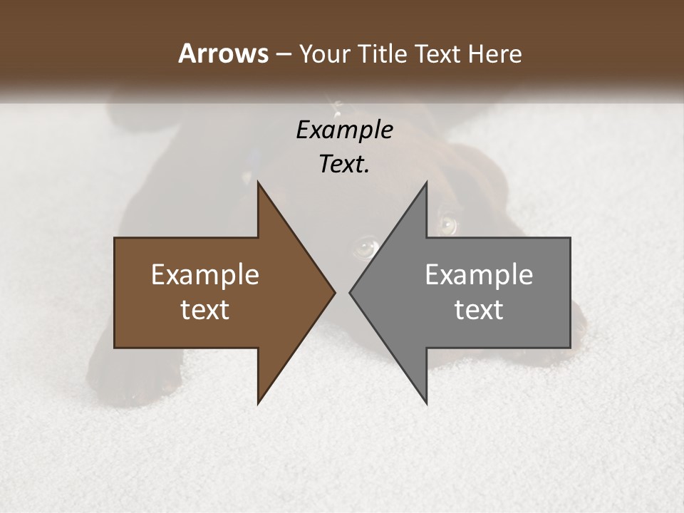 Inquisitive Indoors Fur PowerPoint Template