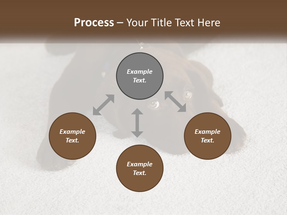 Inquisitive Indoors Fur PowerPoint Template