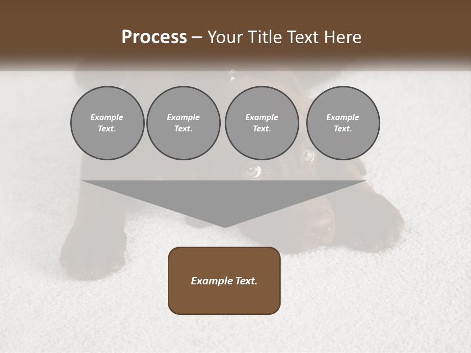 Inquisitive Indoors Fur PowerPoint Template