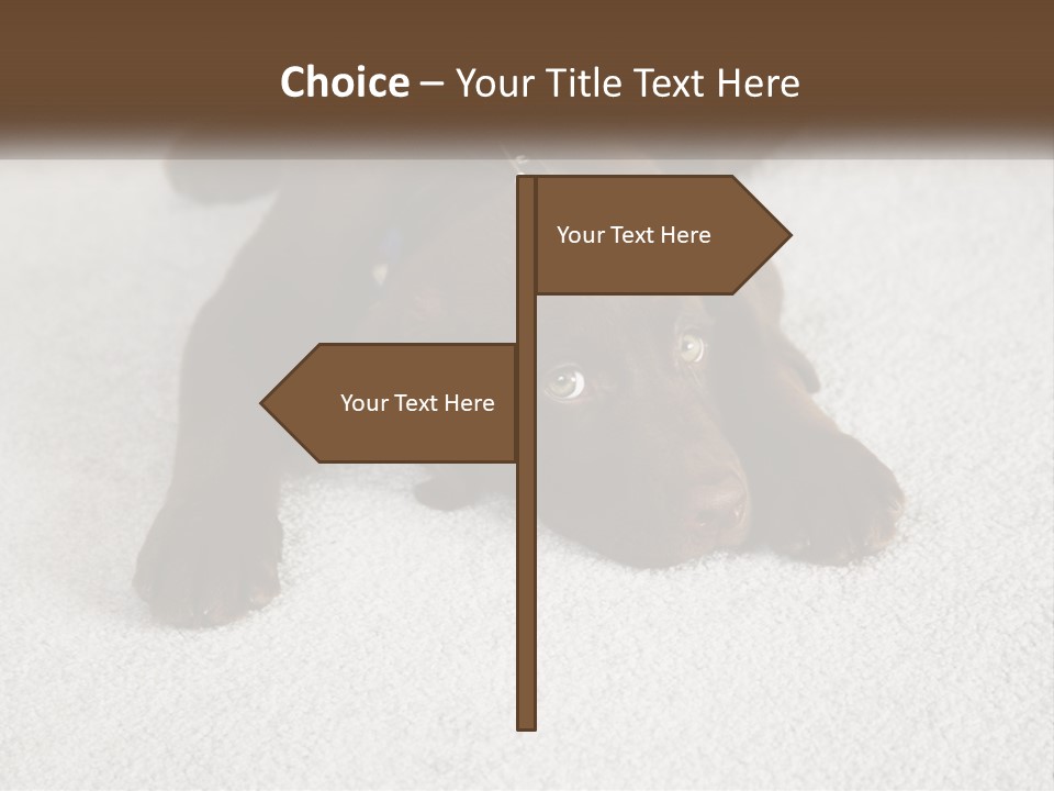 Inquisitive Indoors Fur PowerPoint Template