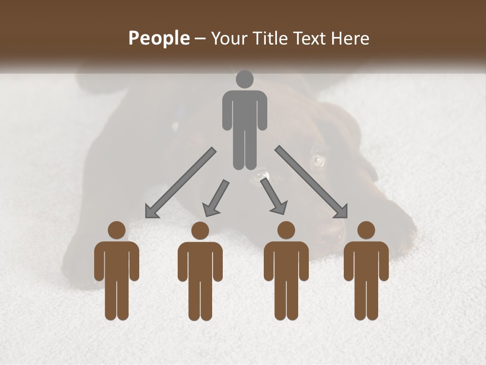 Inquisitive Indoors Fur PowerPoint Template