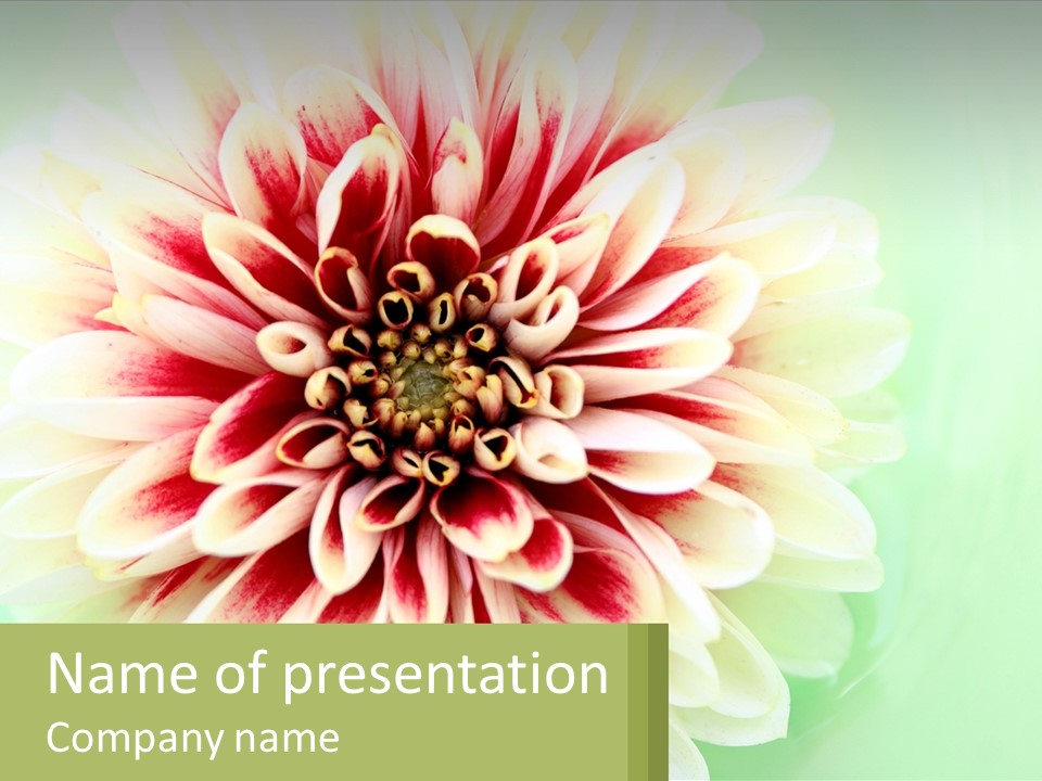 Nature Gardener Red PowerPoint Template