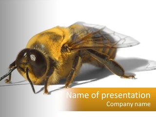 Pollen Natural Feeding PowerPoint Template