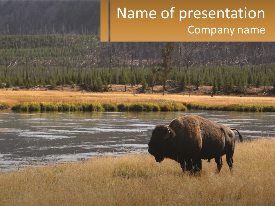 Meadows Indians Buffalo PowerPoint Template