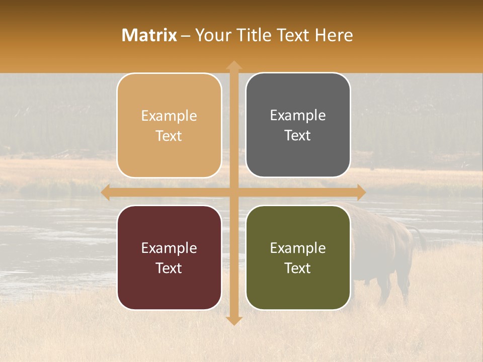 Meadows Indians Buffalo PowerPoint Template