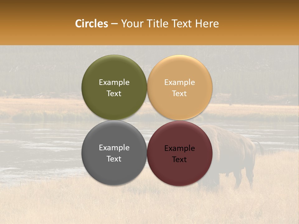Meadows Indians Buffalo PowerPoint Template