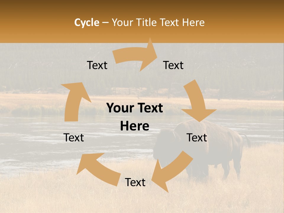 Meadows Indians Buffalo PowerPoint Template