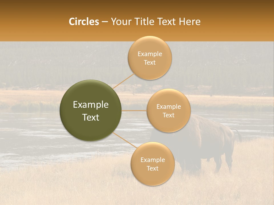 Meadows Indians Buffalo PowerPoint Template