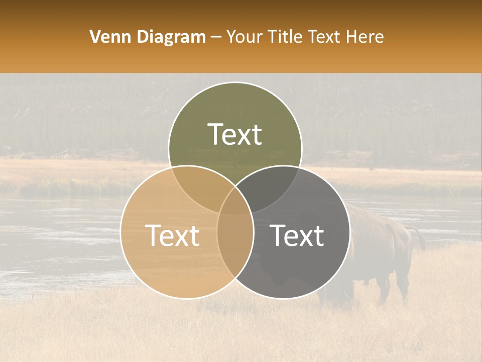 Meadows Indians Buffalo PowerPoint Template