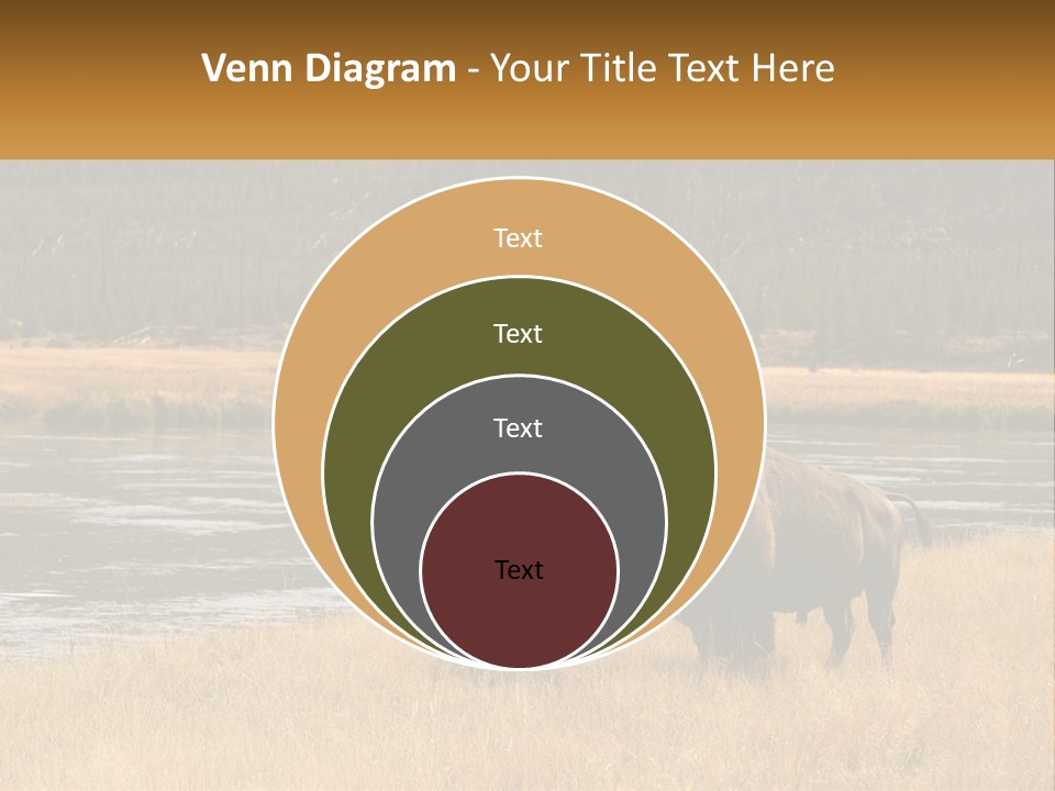 Meadows Indians Buffalo PowerPoint Template