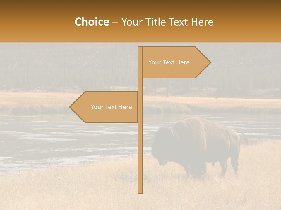 Meadows Indians Buffalo PowerPoint Template