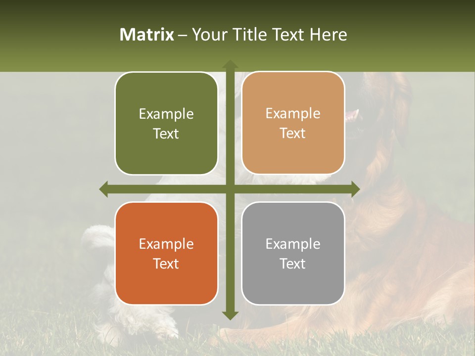 Pedigreed Retriever Flirtation PowerPoint Template