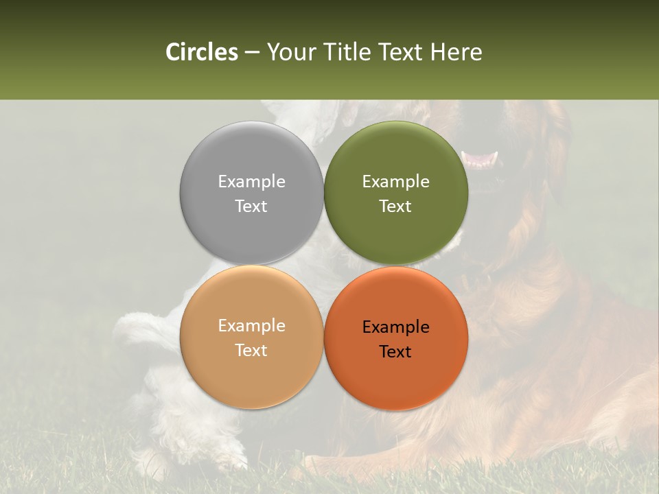 Pedigreed Retriever Flirtation PowerPoint Template