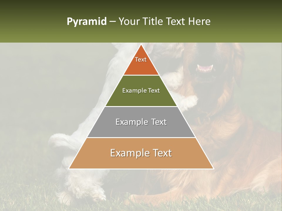 Pedigreed Retriever Flirtation PowerPoint Template