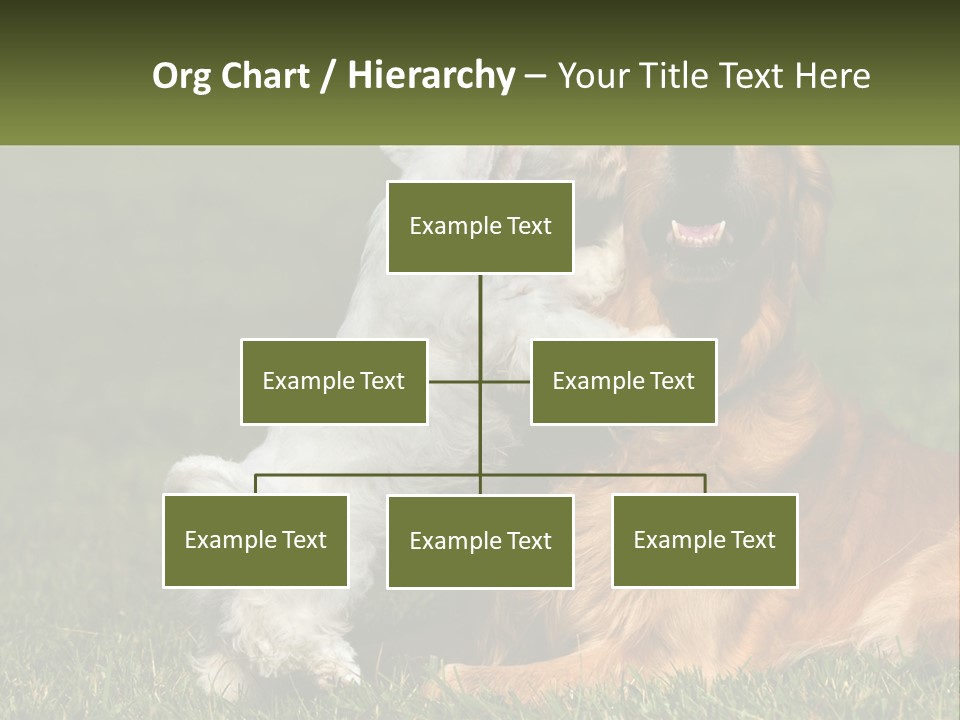 Pedigreed Retriever Flirtation PowerPoint Template