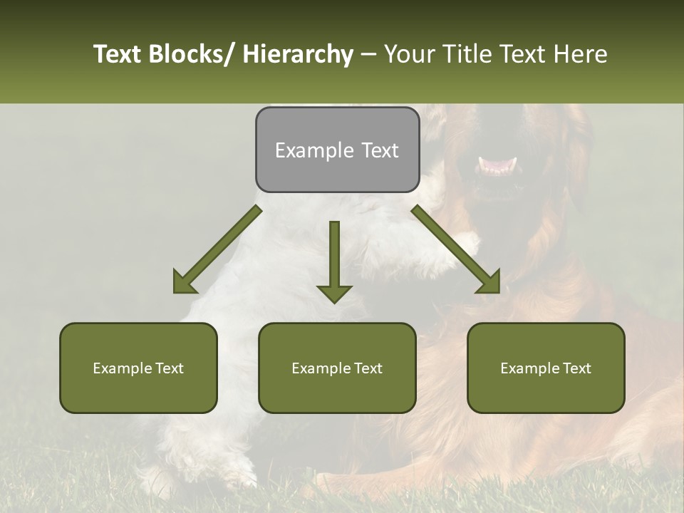 Pedigreed Retriever Flirtation PowerPoint Template