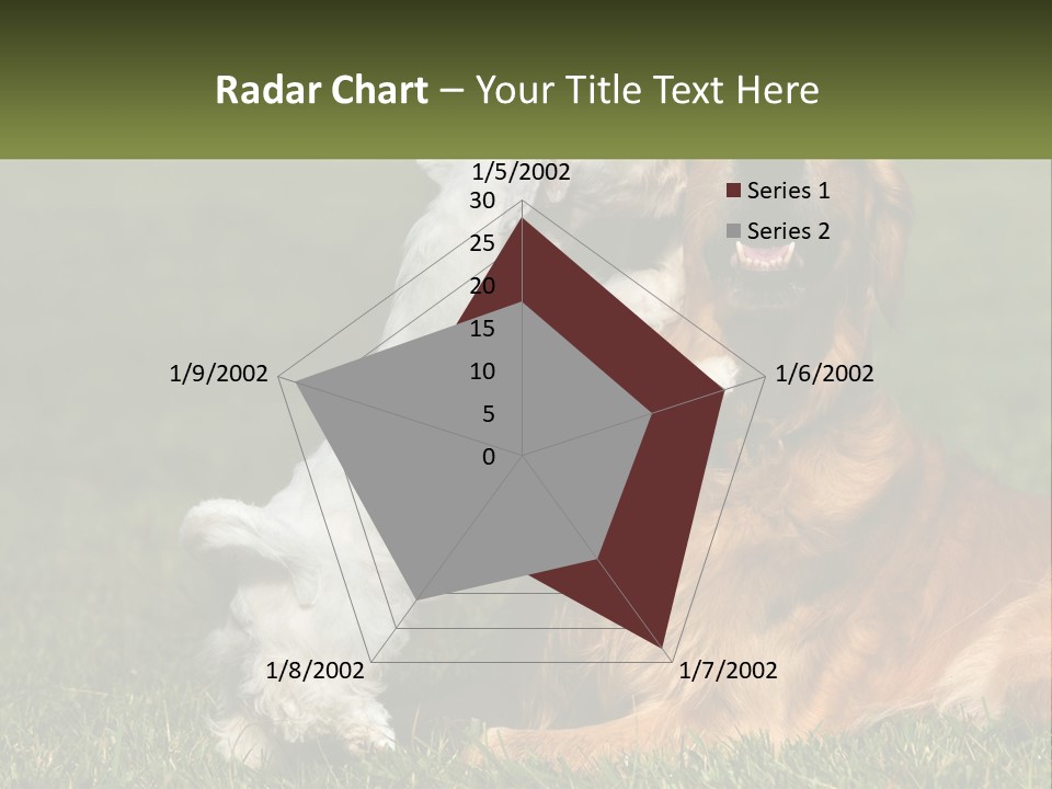 Pedigreed Retriever Flirtation PowerPoint Template