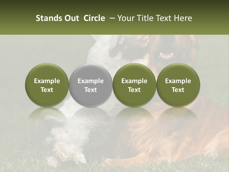 Pedigreed Retriever Flirtation PowerPoint Template