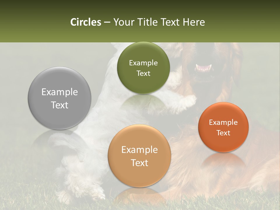 Pedigreed Retriever Flirtation PowerPoint Template