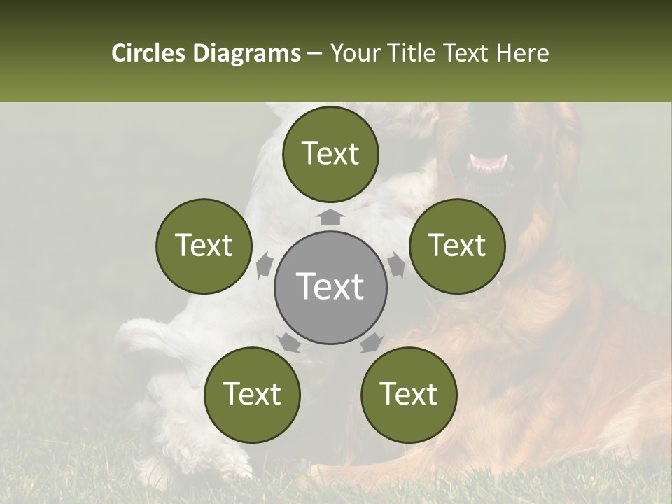 Pedigreed Retriever Flirtation PowerPoint Template