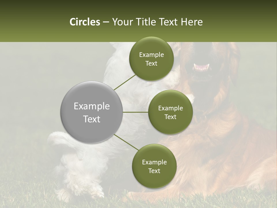 Pedigreed Retriever Flirtation PowerPoint Template