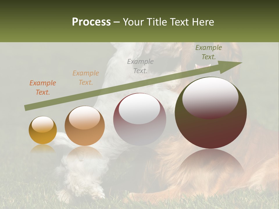 Pedigreed Retriever Flirtation PowerPoint Template