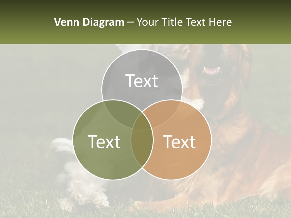 Pedigreed Retriever Flirtation PowerPoint Template