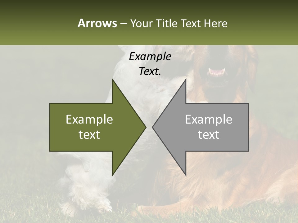 Pedigreed Retriever Flirtation PowerPoint Template