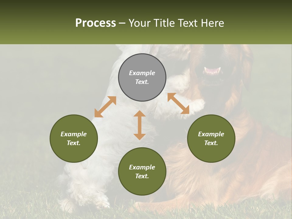 Pedigreed Retriever Flirtation PowerPoint Template