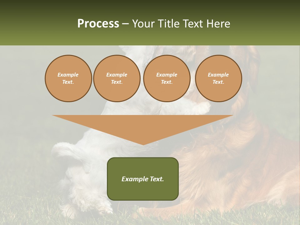 Pedigreed Retriever Flirtation PowerPoint Template