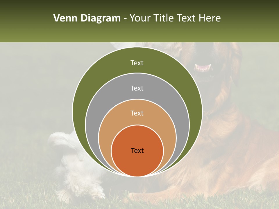 Pedigreed Retriever Flirtation PowerPoint Template