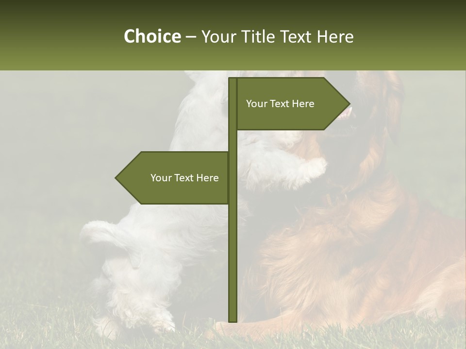 Pedigreed Retriever Flirtation PowerPoint Template