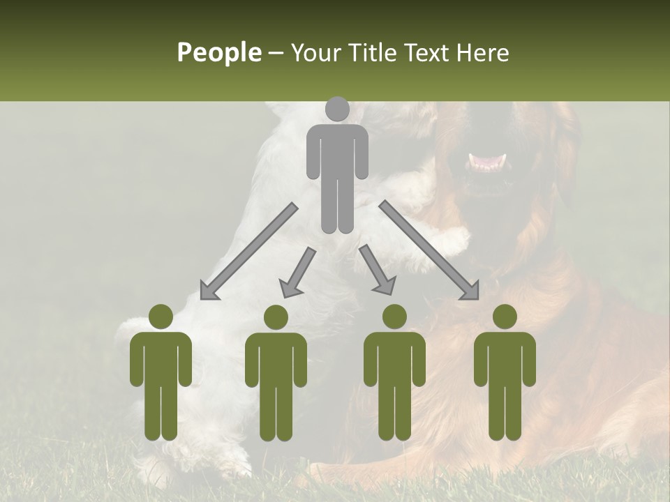 Pedigreed Retriever Flirtation PowerPoint Template