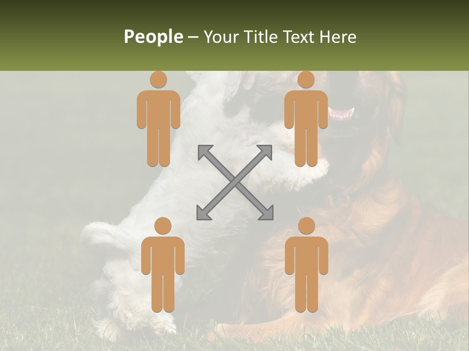 Pedigreed Retriever Flirtation PowerPoint Template