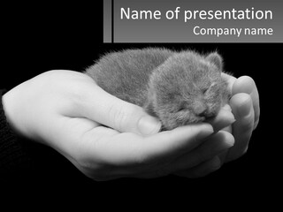 Grey Hand Kitty PowerPoint Template