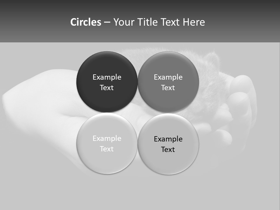 Grey Hand Kitty PowerPoint Template