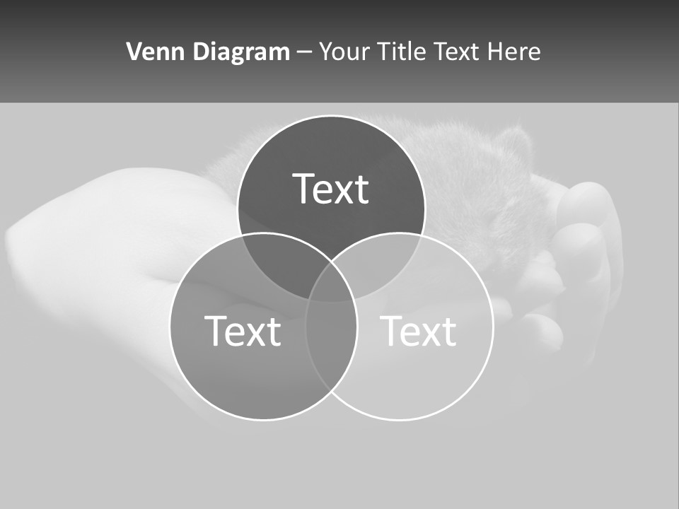 Grey Hand Kitty PowerPoint Template