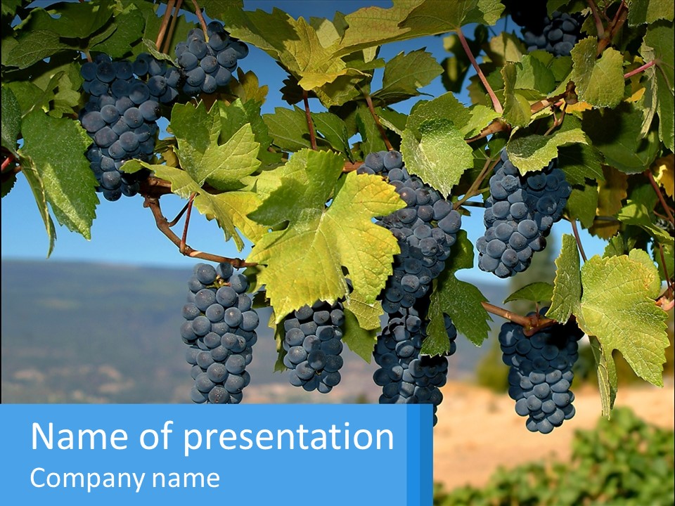 Ripened Italy Scenic PowerPoint Template