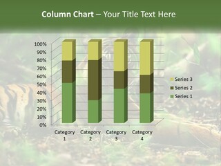 Outdoor Closeup Front PowerPoint Template