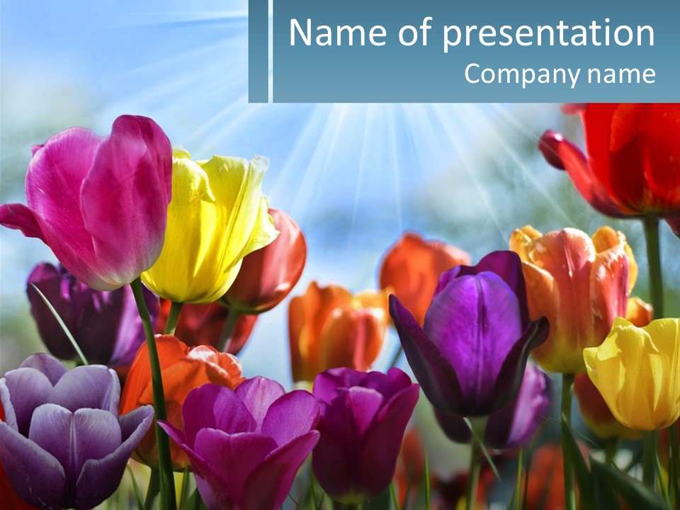 Green Tulip Postcard PowerPoint Template