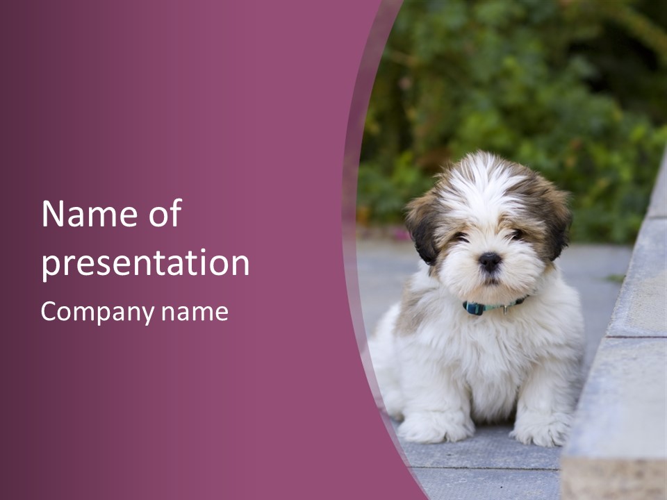 Pet Playful Apso PowerPoint Template