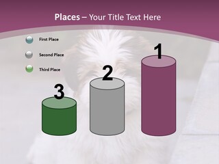 Pet Playful Apso PowerPoint Template