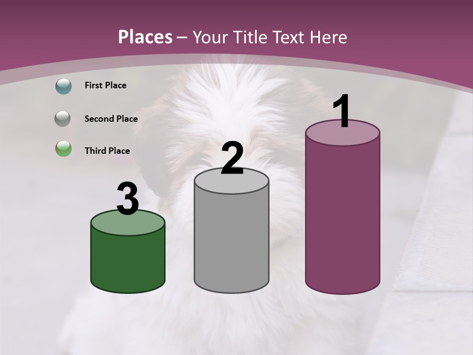 Pet Playful Apso PowerPoint Template