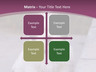 Pet Playful Apso PowerPoint Template